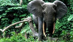 Elephant charge
